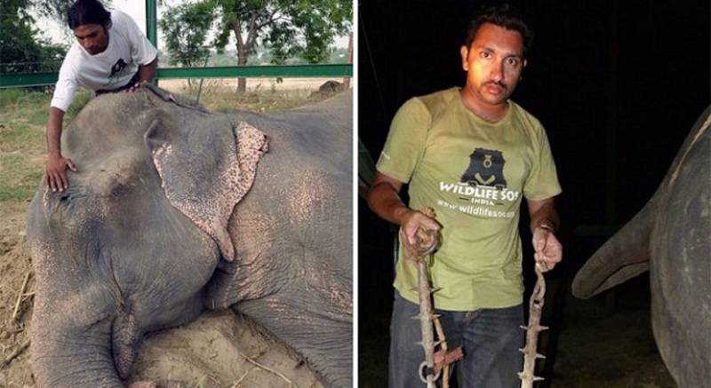 بالصور والفيديو: رد فعل مذهل لفيل بعد فك قيده من الأغلال الحديدية